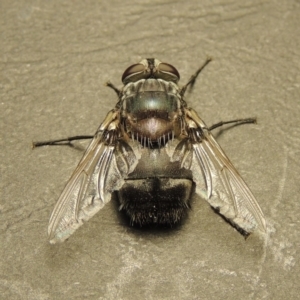 Rutilia (Donovanius) sp. (genus & subgenus) at Gordon, ACT - 18 Jan 2018 10:50 PM