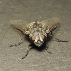 Rutilia (Donovanius) sp. (genus & subgenus) at Gordon, ACT - 18 Jan 2018