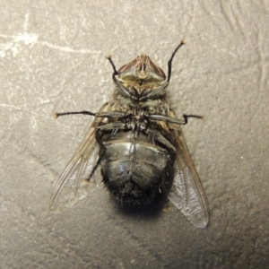 Rutilia (Donovanius) sp. (genus & subgenus) at Gordon, ACT - 18 Jan 2018