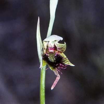 Calochilus paludosus (Strap Beard Orchid) at Turlinjah, NSW - 21 Oct 1997 by BettyDonWood