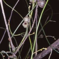 Cassytha pubescens (Devil's Twine) at Mogendoura, NSW - 19 Dec 1997 by BettyDonWood