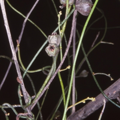 Cassytha pubescens (Devil's Twine) at Mogendoura, NSW - 19 Dec 1997 by BettyDonWood