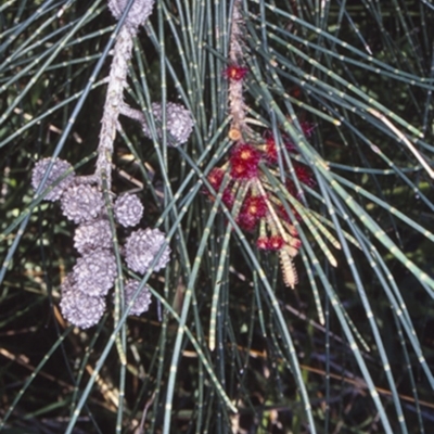 Casuarina glauca (Swamp She-oak) at - 25 Sep 2001 by BettyDonWood