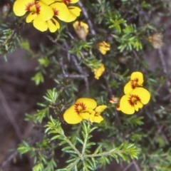 Dillwynia sp. Trichopoda (J.H.Maiden & J.L.Boorman s.n. 40290) NSW Herbarium at Wamban, NSW - 9 Nov 1998 by BettyDonWood