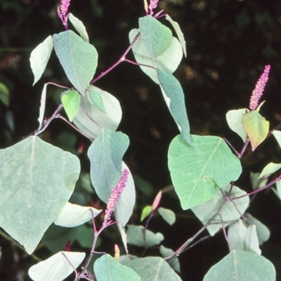 Homalanthus stillingiifolius at Wamban, NSW - 9 Aug 1998 by BettyDonWood