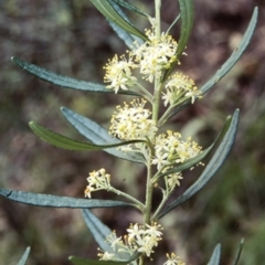 Leionema dentatum (Toothed phebalium) at Mogendoura, NSW - 7 Oct 2000 by BettyDonWood
