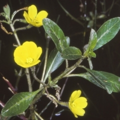 Ludwigia peploides subsp. montevidensis (Water Primrose) at Bodalla, NSW - 26 Jan 1998 by BettyDonWood