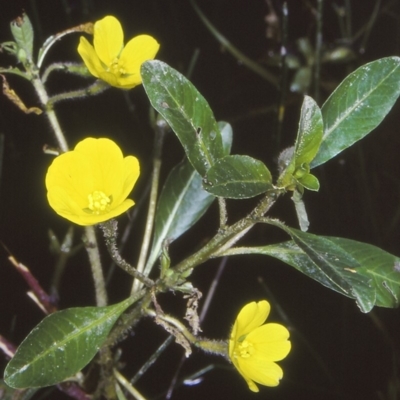 Ludwigia peploides subsp. montevidensis (Water Primrose) at Bodalla, NSW - 26 Jan 1998 by BettyDonWood