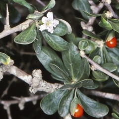 Lycium ferocissimum (African Boxthorn) at Potato Point, NSW - 19 Dec 1997 by BettyDonWood