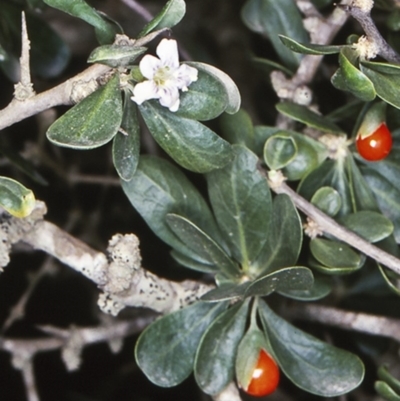 Lycium ferocissimum (African Boxthorn) at Potato Point, NSW - 18 Dec 1997 by BettyDonWood