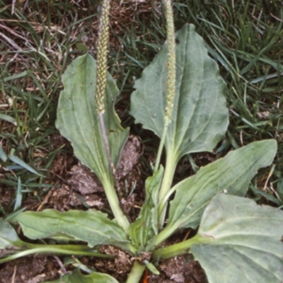 Plantago major (Greater Plantain) at Bodalla, NSW - 31 Dec 1999 by BettyDonWood