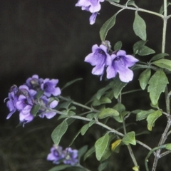 Prostanthera ovalifolia (Purple Mintbush) at Mogendoura, NSW - 5 Oct 1997 by BettyDonWood