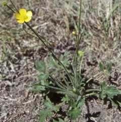 Ranunculus lappaceus (Australian Buttercup) at Potato Point, NSW - 26 Sep 1998 by BettyDonWood