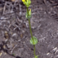 Sebaea ovata (Yellow Centaury) at Potato Point, NSW - 26 Sep 1998 by BettyDonWood