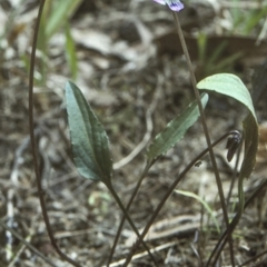 Viola betonicifolia (Mountain Violet) at Mogendoura, NSW - 5 Oct 1997 by BettyDonWood