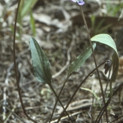 Viola betonicifolia (Mountain Violet) at Mogendoura, NSW - 4 Oct 1997 by BettyDonWood