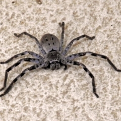 Isopeda sp. (genus) (Huntsman Spider) at Molonglo Valley, ACT - 2 Jul 2018 by RodDeb