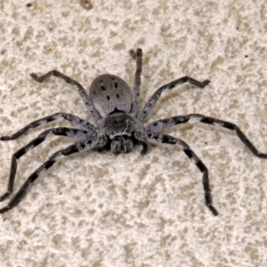 Isopeda sp. (genus) at Molonglo Valley, ACT - 2 Jul 2018