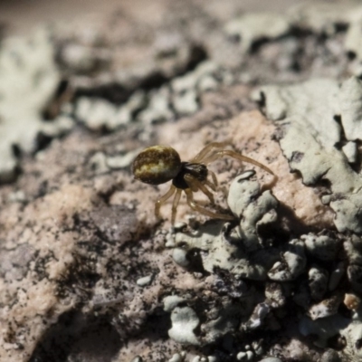 Araneidae (family) (Orb weaver) at Illilanga & Baroona - 21 Jun 2018 by Illilanga