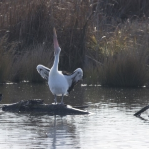 Pelecanus conspicillatus at Fyshwick, ACT - 2 Jul 2018 09:35 AM