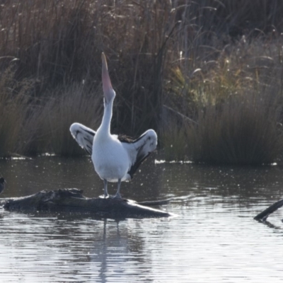 Pelecanus conspicillatus (Australian Pelican) at Fyshwick, ACT - 2 Jul 2018 by AlisonMilton