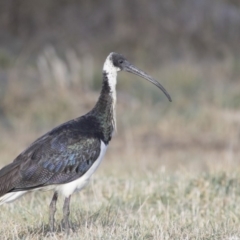 Threskiornis spinicollis (Straw-necked Ibis) at Fyshwick, ACT - 1 Jul 2018 by Alison Milton