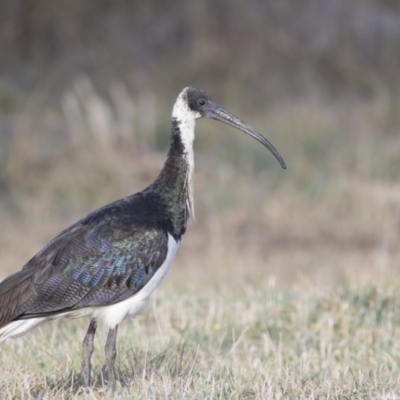 Threskiornis spinicollis (Straw-necked Ibis) at Fyshwick, ACT - 2 Jul 2018 by AlisonMilton