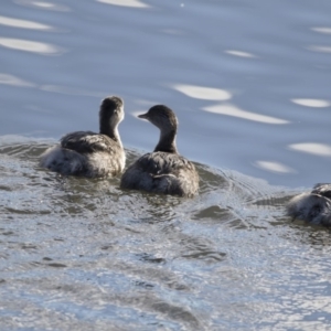 Poliocephalus poliocephalus at Fyshwick, ACT - 2 Jul 2018