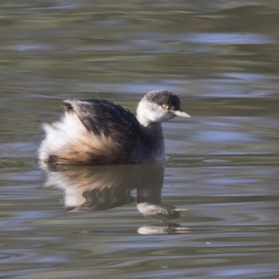 Tachybaptus novaehollandiae (Australasian Grebe) at Fyshwick, ACT - 2 Jul 2018 by AlisonMilton