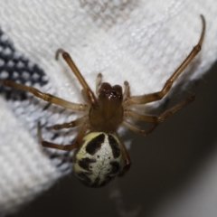 Phonognatha graeffei (Leaf Curling Spider) at Illilanga & Baroona - 30 Jan 2018 by Illilanga