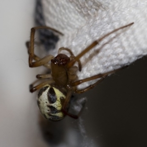 Phonognatha graeffei at Michelago, NSW - 30 Jan 2018 04:56 AM