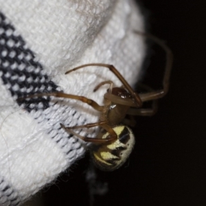 Phonognatha graeffei at Michelago, NSW - 30 Jan 2018 04:56 AM