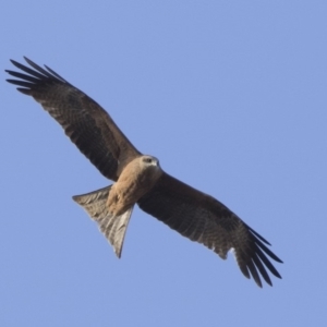 Milvus migrans at Fyshwick, ACT - 2 Jul 2018