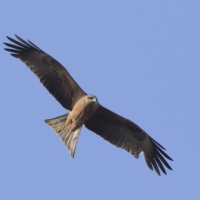 Milvus migrans (Black Kite) at Fyshwick, ACT - 2 Jul 2018 by Alison Milton