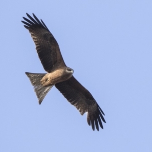 Milvus migrans at Fyshwick, ACT - 2 Jul 2018