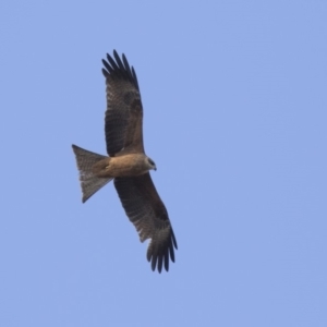 Milvus migrans at Fyshwick, ACT - 2 Jul 2018