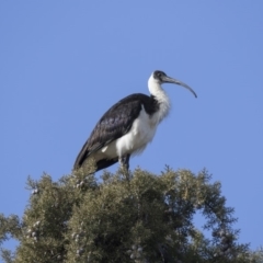 Threskiornis spinicollis (Straw-necked Ibis) at Fyshwick, ACT - 2 Jul 2018 by Alison Milton