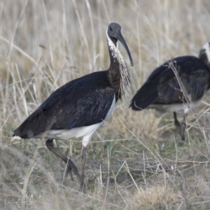 Threskiornis spinicollis at Fyshwick, ACT - 2 Jul 2018 10:14 AM