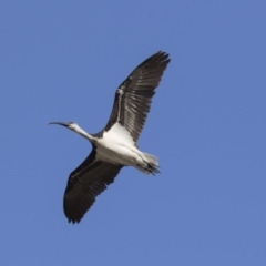 Threskiornis spinicollis at Fyshwick, ACT - 2 Jul 2018