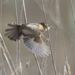 Cisticola exilis (Golden-headed Cisticola) at Fyshwick, ACT - 2 Jul 2018 by AlisonMilton