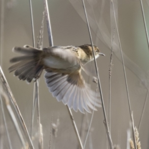 Cisticola exilis at Fyshwick, ACT - 2 Jul 2018