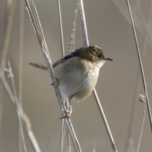 Cisticola exilis at Fyshwick, ACT - 2 Jul 2018