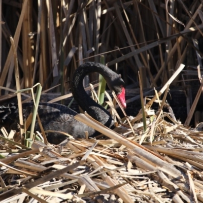 Cygnus atratus (Black Swan) at Fyshwick, ACT - 2 Jul 2018 by AlisonMilton