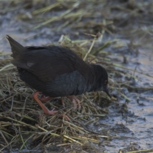 Zapornia tabuensis at Fyshwick, ACT - 2 Jul 2018