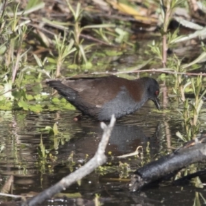 Zapornia tabuensis at Fyshwick, ACT - 2 Jul 2018 11:45 AM