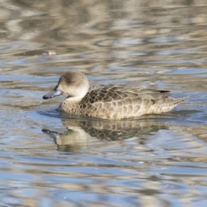 Anas gracilis at Fyshwick, ACT - 2 Jul 2018