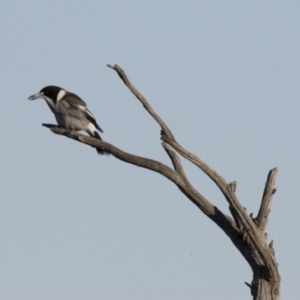 Cracticus torquatus at Michelago, NSW - 24 May 2015 03:38 PM