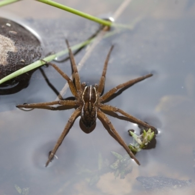 Pisauridae (family) (Water spider) at Michelago, NSW - 28 Nov 2011 by Illilanga