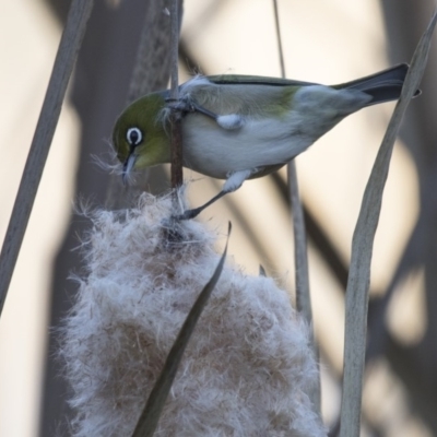 Zosterops lateralis (Silvereye) at Fyshwick, ACT - 2 Jul 2018 by Alison Milton