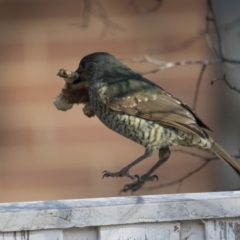 Ptilonorhynchus violaceus (Satin Bowerbird) at Kingston, ACT - 2 Jul 2018 by AlisonMilton